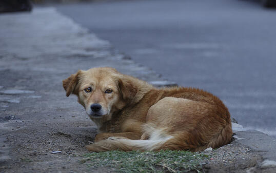 STRASSENHUNDE, STRASSENHUND, HUND,