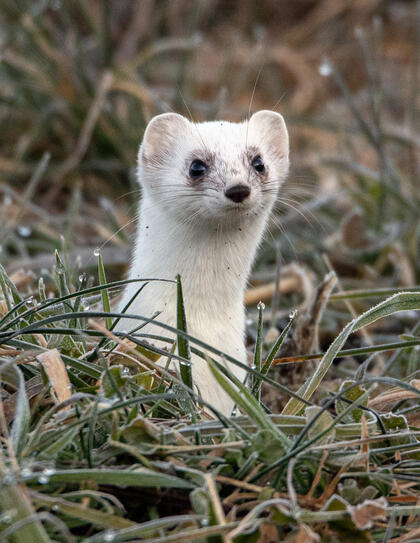 Ein weisses Hermelin schaut neugierig aus einem Mausloch. Bei den Augen ist schon der Fellwechsel sichtbar.