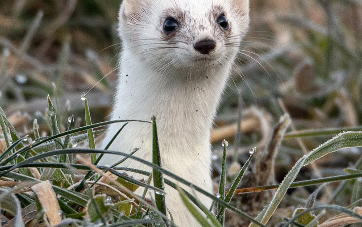 Ein weisses Hermelin schaut neugierig aus einem Mausloch. Bei den Augen ist schon der Fellwechsel sichtbar.
