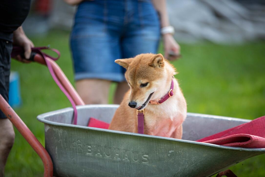 Hundeplausch Balzers (20.06.2026)