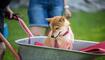 Hundeplausch Balzers (20.06.2026)