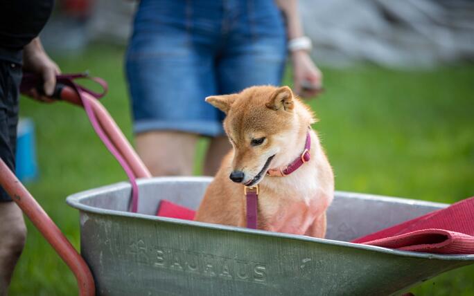 Hundeplausch Balzers (20.06.2026)