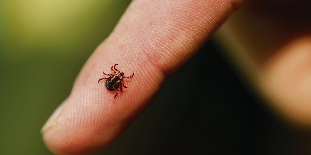 Wood Tick Wood Tick