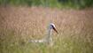 Storch im Ruggeller Riet