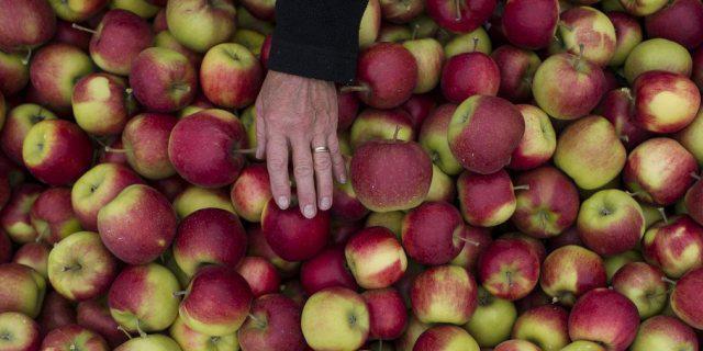 Jonagold-Apfel-Ernte im thurgauischen Altnau