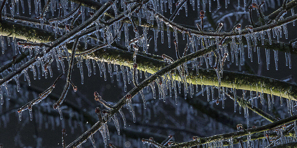 Heftige, wiederholte Eisregen können Bäumen auf Dauer schaden. (Archiv)