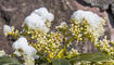 Schnee im Frühling
