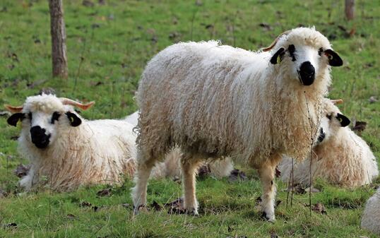 Thône et Marthold" sheep  1/6