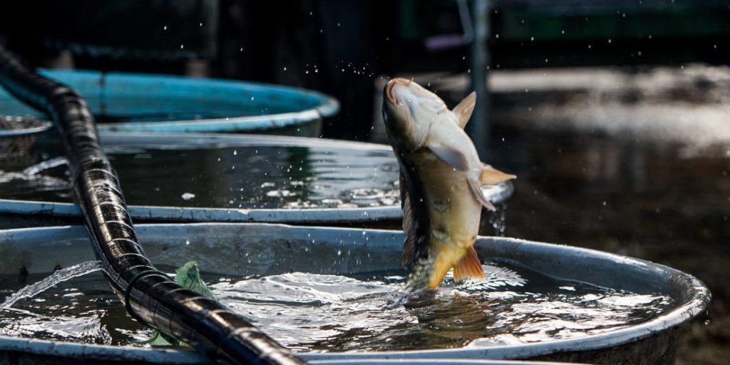 Ein Fisch springt aus einem Bottich. (Symbolbild) Ein Fisch springt aus einem Bottich. (Symbolbild)