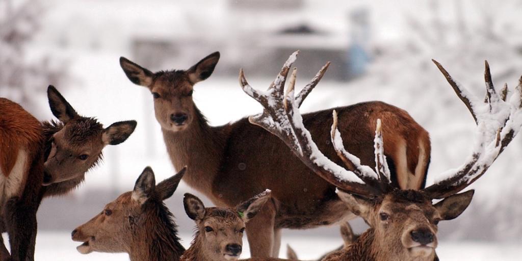Ein Rudel Rothirsche geniesst den Neuschnee im verschneiten Gehege des Wildparks Langenberg im zürcherischen Langnau am Albis. (Archiv)