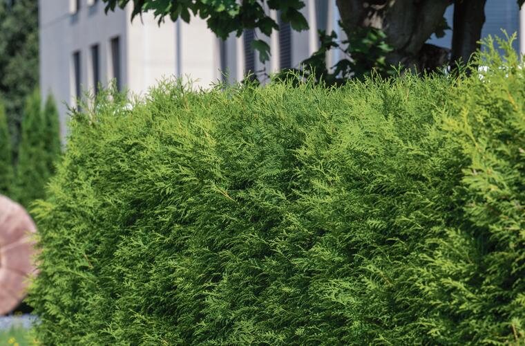 brabant thuja kaufen Thuja occidentalis 'Brabant' Konifere (Lebensbaum) | 150-175 cm im Topf main image 1