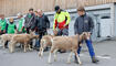 Werdenberger Buuremart mit Gitzischau in Grabs