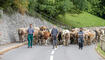 Alpabfahrt Alpgenossenschaft Gritsch Schaan