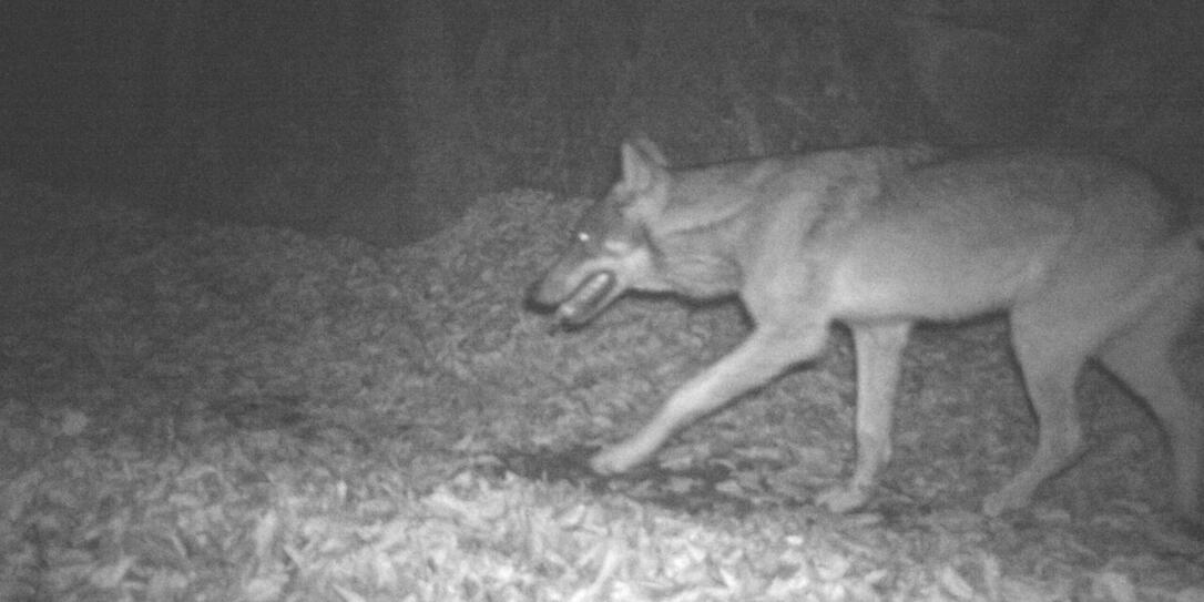 Achtung, Foto! Wolf wird am 26.2.  dokumentiert.