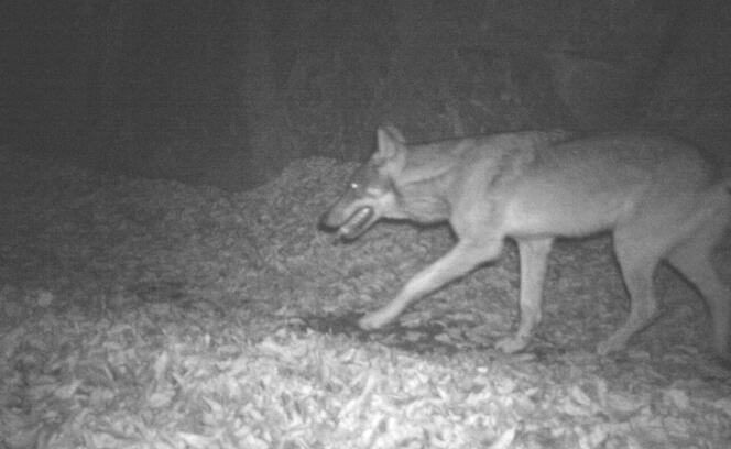 Achtung, Foto! Wolf wird am 26.2. dokumentiert.