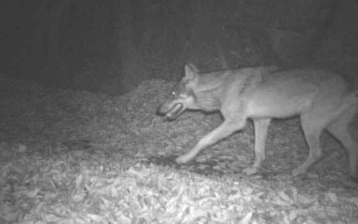 Achtung, Foto! Wolf wird am 26.2.  dokumentiert.