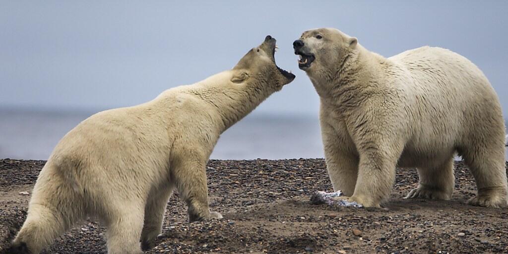 Einer Studie zufolge nimmt die Rivalität zwischen Eisbären zu. Laut Forschern spielt der Klimawandel eine Rolle. Einer Studie zufolge nimmt die Rivalität zwischen Eisbären zu. Laut Forschern spielt der Klimawandel eine Rolle.