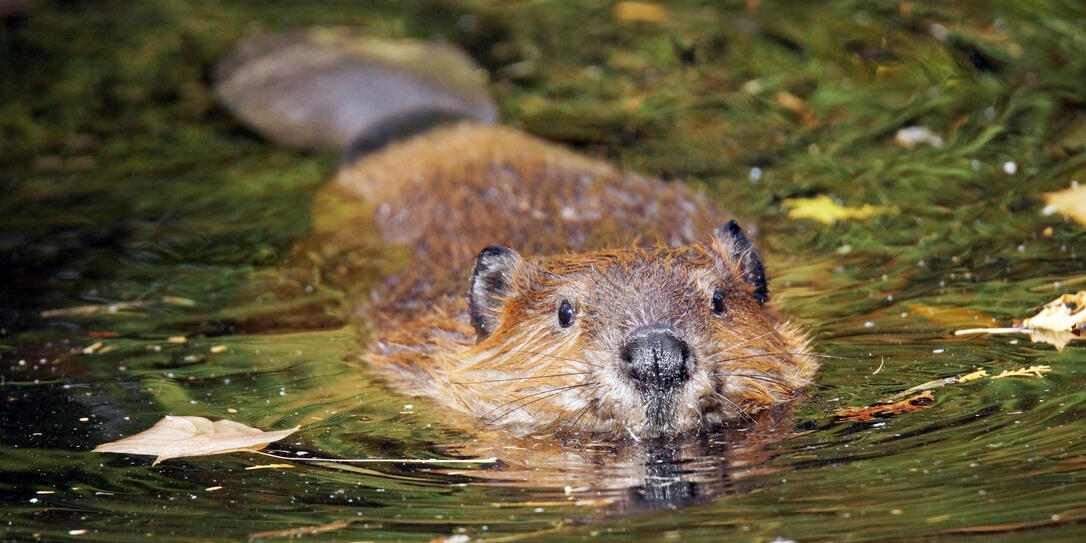 Swimming beaver Swimming beaver