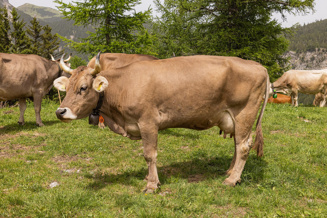 Wanderung: Steg - Alpeti - Pfälzerhütte - Malbun