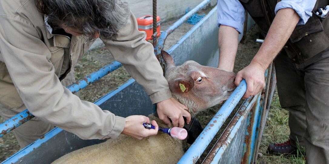BLAUZUNGEN, KRANKHEIT, MAULKRANKHEIT, IMPFUNG, BLAUZUNGENIMPFUNG, EPIDEMIE, TIERKRANKHEIT, KRANKHEIT, VIEH, SCHAF, SCHAFE,