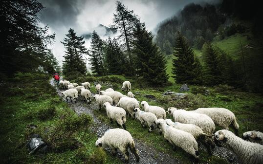 Alp, Alpe, Alpen, Anzere, Arbaz, Bauer, Bauern, Hütte, Landwirtschaft, Mood, Mystik, Mystisch, Schaf, Schafe, Schwarzhals, Schwarznasenschaf, Schweiz, Sommer, Valais, Wallis, Walliser Schwarznasenschaf, Wandern