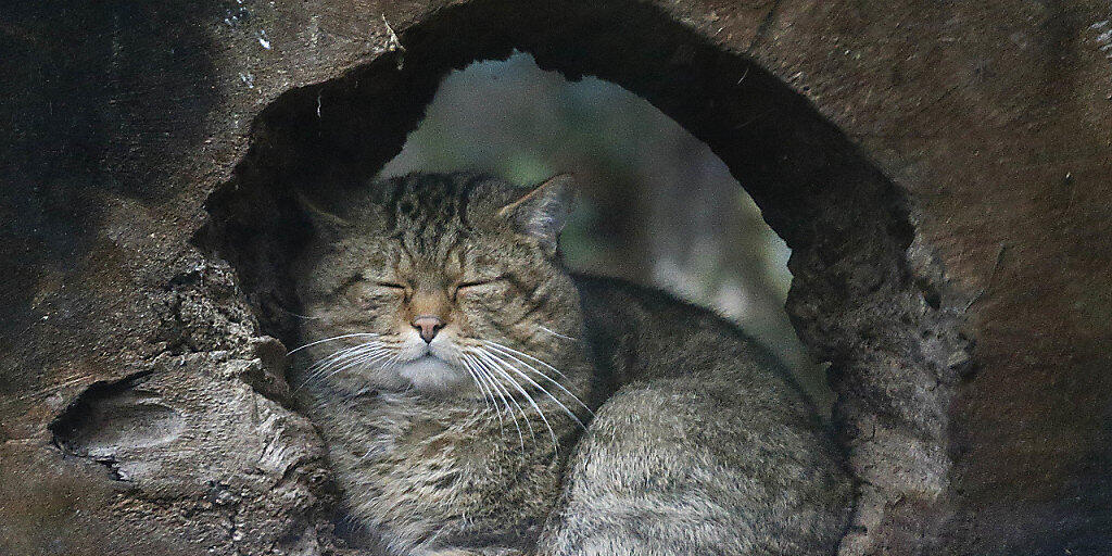 Die europäische Wildkatze breitet sich in der Schweiz wieder aus. Sie unterscheidet sich von der Hauskatze durch ihr dickes braunes Fell und die schwarzen Ringe.