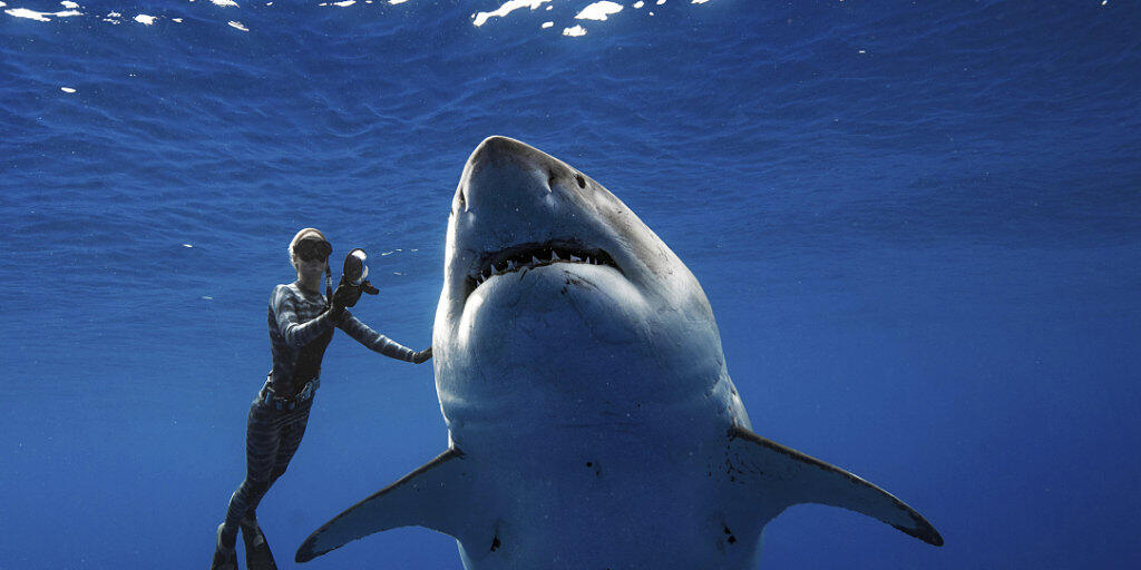 Profi-Taucherin Ocean Ramsey schwimmt vor Hawaii mit einem riesigen Weissen Hai.