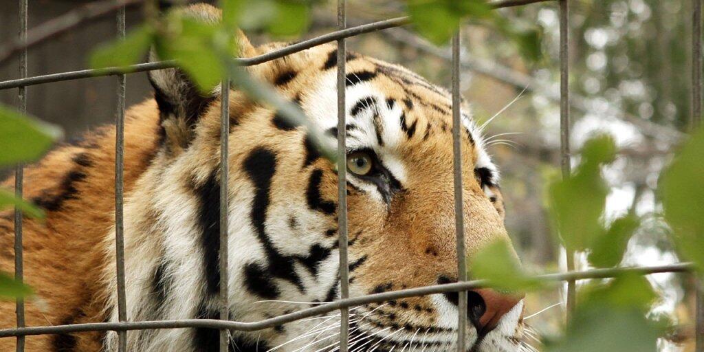 Eine Tierschutzorganisation in Kanada hat am Dienstag aufgrund von toten Tieren in einem Zoo Alarm geschlagen. (Symbolbild)