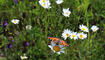 Ruggeller Tag der Biodiversität