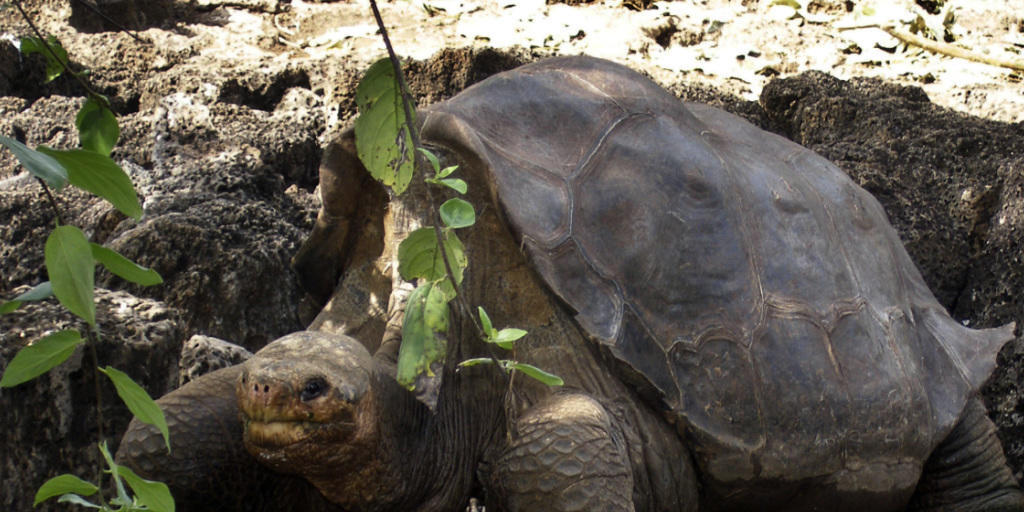 Der einsame George auf einem Foto von 2008. Die Riesenschildkröte wurde nach seinem Tod 2012 präpariert und wird nun in seiner Heimat ausgestellt. (Archiv)