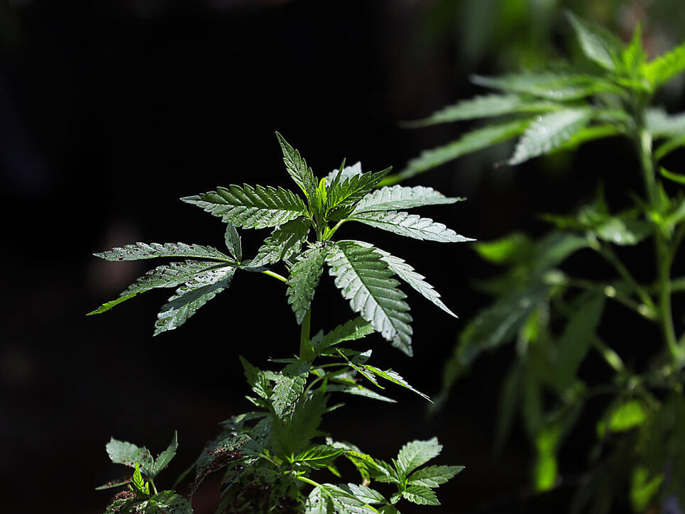 Der Bundesrat will wissenschaftliche Studien zu Cannabis zulassen. (Archivbild)