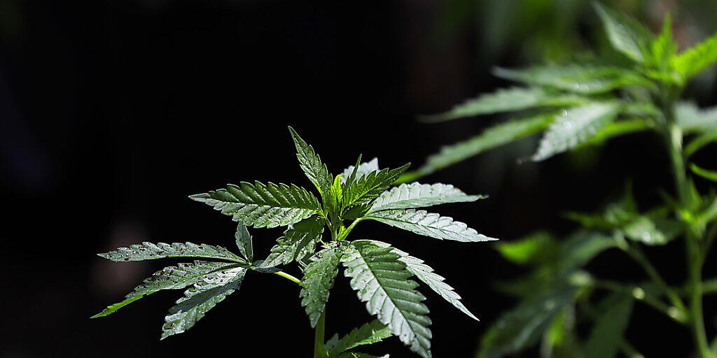 Der Bundesrat will wissenschaftliche Studien zu Cannabis zulassen. (Archivbild)