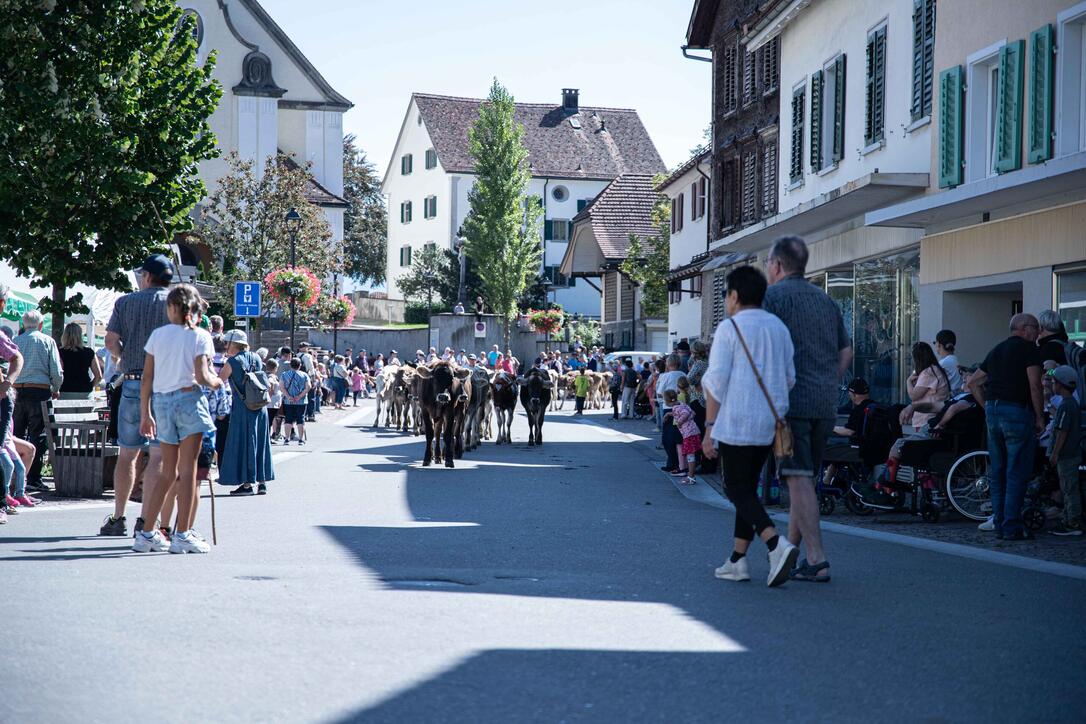 Alpabfahrt Mels 12.09.2026