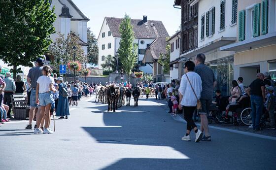 Alpabfahrt Mels 12.09.2026