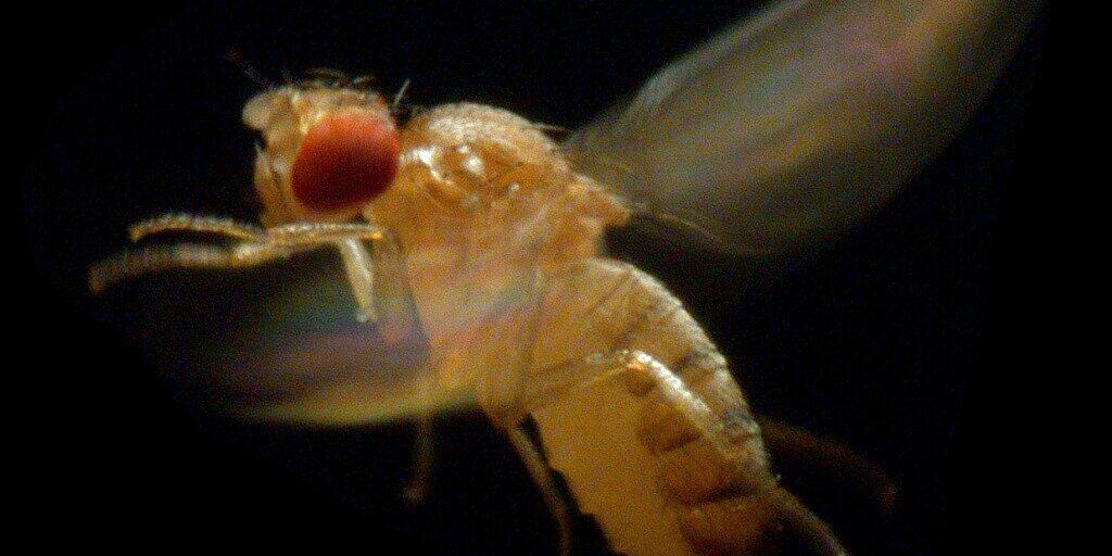 Schweizer Forschenden ist es gelungen, eine hauchdünne Augenbeschichtung von Insekten - wie sie auch die Fruchtfliege aufweist - nachzubauen.