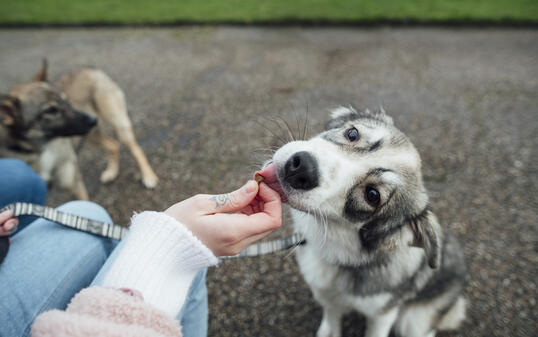 Good Boy!