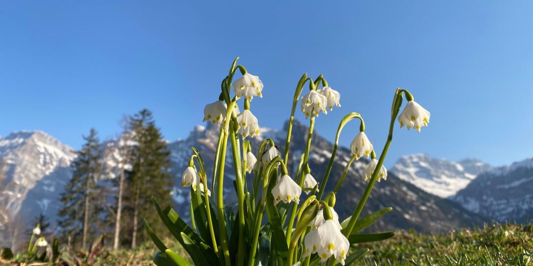 Spring snowflake (Leucojum vernum), Märzengloeckchen (Maerzengloeckchen), Märzenbecher (Maerzenbecher), Frühlings-Knotenblume (Fruehlings-Knotenblume), Nivéole de printemps, Proljetni drijemovac ili Visidjed