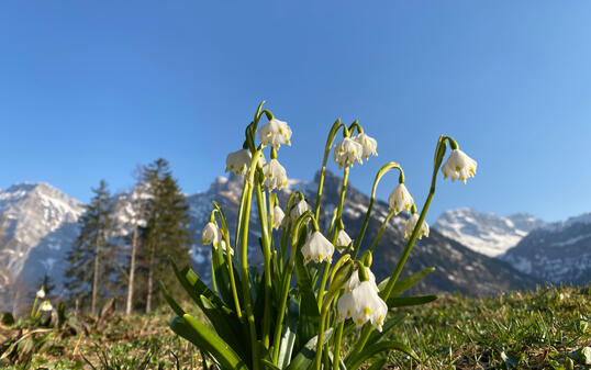 Spring snowflake (Leucojum vernum), Märzengloeckchen (Maerzengloeckchen), Märzenbecher (Maerzenbecher), Frühlings-Knotenblume (Fruehlings-Knotenblume), Nivéole de printemps, Proljetni drijemovac ili Visidjed