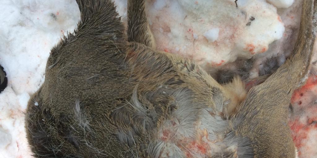 Wildernde Hunde haben am vergangenen Wochenende in Appenzell Ausserrhoden mehrere Rehe gerissen. Dieses m&auml;nnliche Rehkitz wurde am Sonntag in Heiden tot gefunden.