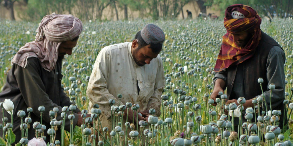 Opium-Ernte in der Provinz Helmand (Archiv)