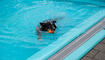 Hundeschwimmen im Freibad Salez