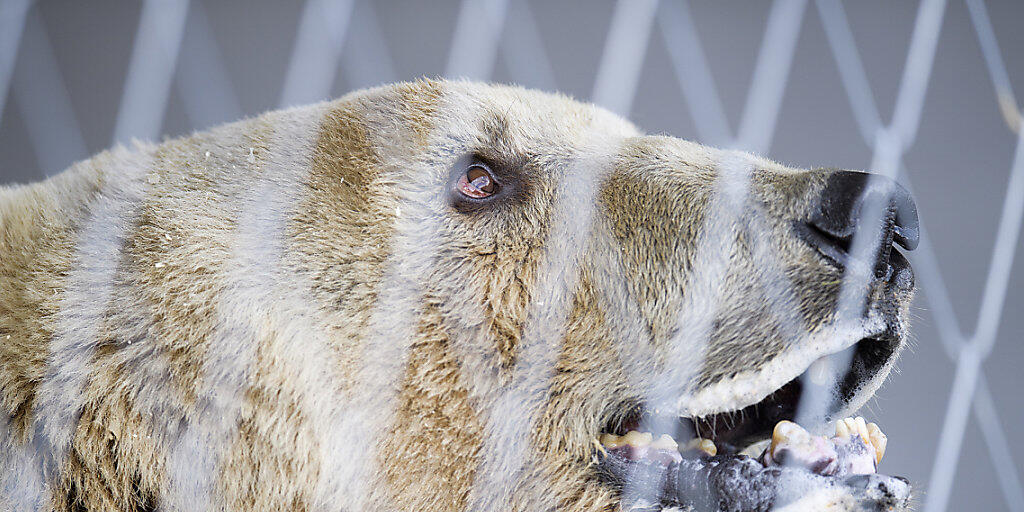 Bär Napa ist an den Zähnen operiert und kastriert worden. In Arosa soll es keine jungen Bären geben (Archivbild).