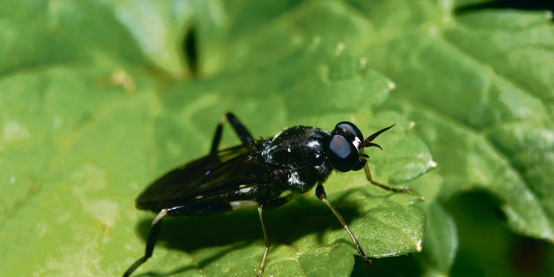 Black Soldier fly (Hermetia illucens)