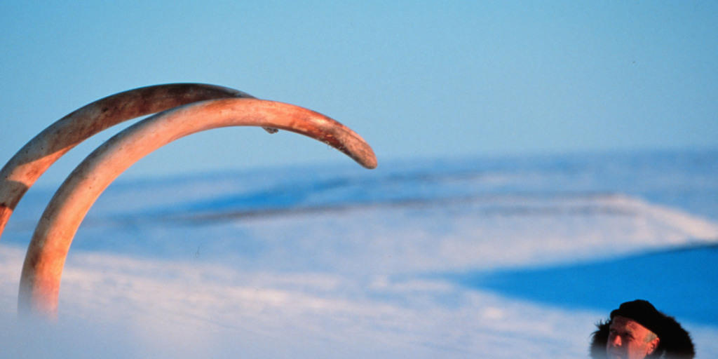 Die Stosszähne eines 23'000 Jahre alten Wollmammuts in Sibirien. Mehr als 2000 Mammut-Funde wurden nun in einer Karte erfasst. (Archivbild) Die Stosszähne eines 23'000 Jahre alten Wollmammuts in Sibirien. Mehr als 2000 Mammut-Funde wurden nun in einer Karte erfasst. (Archivbild)