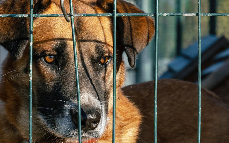 Stray dog in animal shelter waiting for adoption. Portrait of homeless dog in animal shelter cage.