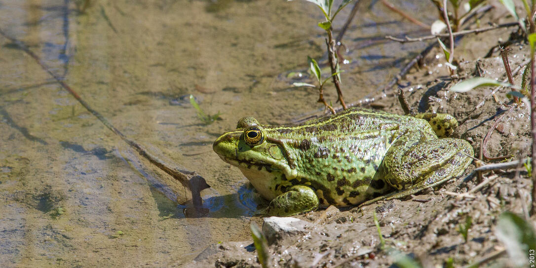 Der Seefrosch ist sehr laut