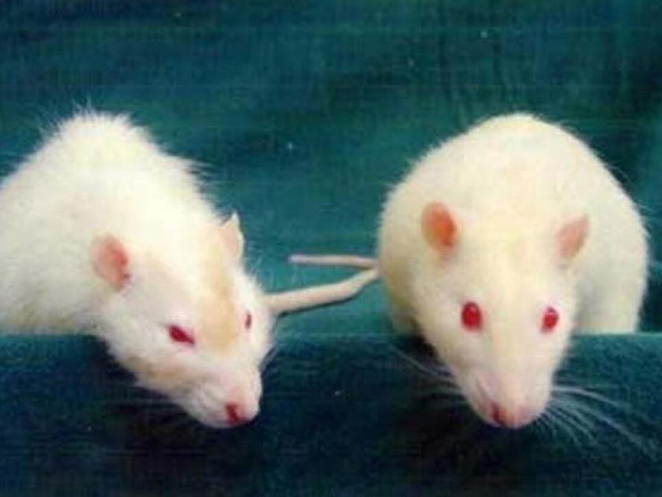 Studie: Ratten entspannen beim "Autofahren" - Vaterland online Studie: Ratten entspannen beim "Autofahren" - Vaterland online