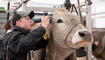 Braunvieh Junior Contest in Sargans