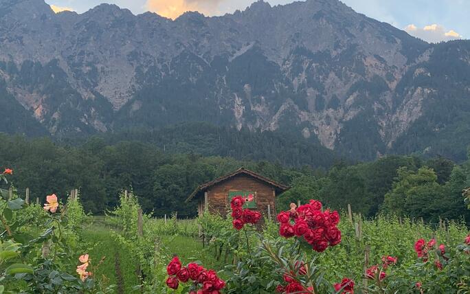 Impression vom Abendspaziergang am Rande von Schaan