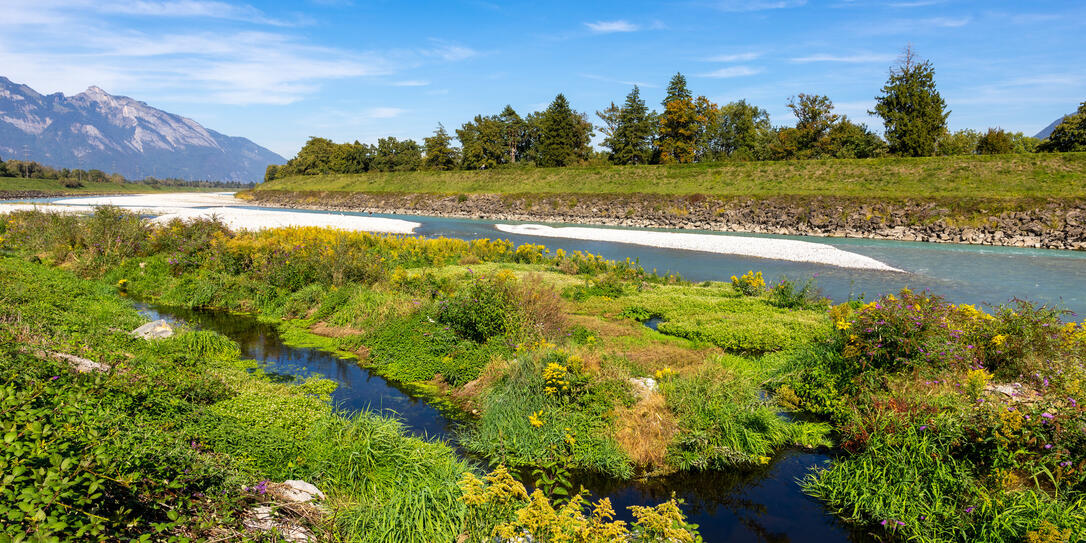 Der niedrige Wasserstand und die anhaltende Trockenheit des Rheins führten auf den Sandbänken zur Bildung einer Auenvegetation.